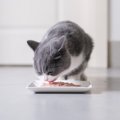 『酸化したキャットフード』が危険な3つの理由　劣化具合をチェックす…