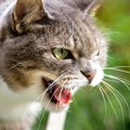 猫が『攻撃的になっているとき』に注意すべき3つのこと！上手に気をそ…