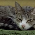 なんの音？？寝ている猫ちゃんを起こす魅惑の音