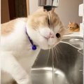 水を飲みたい猫を『監視役の猫』が見張った結果…まさかのオチに爆笑！…