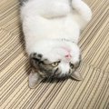 猫が飼い主にする思わせぶりな仕草5選