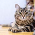 愛猫の一生の長さは『飼い方』次第で変わる！長寿を目指すなら守るべ…