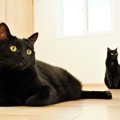 【8/17は黒猫の日】根強い人気を誇る『黒猫』にまつわる5つの豆知識！…