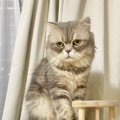 猫の『毛の量が多い』と思い、半年前の様子と見比べてみたら…想像を超…