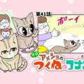 半分アメショのつくねとコナン【第41話】「ニャワンコ」