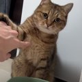 あの手この手でおねだり！おかわりを要求する猫ちゃん