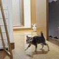 保護子猫のことが気になる先住猫→遠くから観察する様子を見ていたら……
