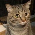 猫が久しぶりに『妹』を見た結果…顔の形が変化する『まさかの反応』が69万…