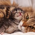 野良猫がホテルの客室で出産！　宿泊中の親子が見守るなか、３匹の赤ちゃ…