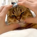 体の上でくつろぐネコ→思わず顔を両手ではさむと…嫌がるかと思いきや…