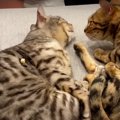 おやつを背中へ！なかなか見つけられない猫ちゃんたち♪