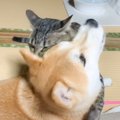 『かまってよぉおお』猫が柴犬にかまちょしすぎた結果…微笑ましい結末が80…