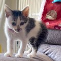 『何もない所で派手に転んだ子猫』飼い主に見られて…可愛すぎる『逆ギ…