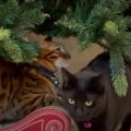 クリスマスツリーの前でデート！大好きな猫さんにアタックする黒猫さ…