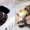 側道に取り残された乳飲み猫たち…保護され懸命に生きる姿に涙