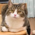 じっと見つめてくる猫→『何を言っても反応しない』と思ったら…まさか…
