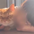 『甘えん坊な猫』がいっぱい可愛がってもらった結果→あまりに尊い『幸…