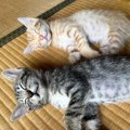 幸せそうな表情で『一緒にお昼寝する兄弟猫』→成長した『2匹の様子』を見…