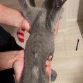 パパの手の中で『すごい寝方』をしていた子猫→途中で目が覚めた結果…「最…