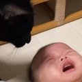 泣きじゃくる赤ちゃんに『黒猫』がとった行動とは……？『妹思いな姿』が素…