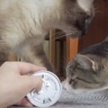 缶詰めの音を聞き分けるかしこい猫ちゃんたち♡