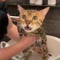 イヤ〜！苦手なお風呂タイムでお漏らししちゃった猫ちゃん