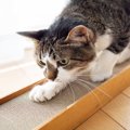 猫が急に『爪とぎをバリバリ』始めたら…ストレスサイン？考えられる3つの…
