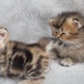 しつこくかまってくる兄に、弟猫がとった"可愛すぎる反撃方法"……