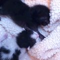 茂みの中で必死に鳴いていた『危険な状態の赤ちゃん猫』を保護…成長してい…