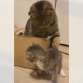 お父さん猫が『自分の子』を忘れてしまった結果…まさかの"ちょっ…