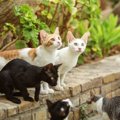 猫の寿命を縮める『外飼い』は避けるべき3つの理由