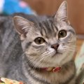 LAYLAの12猫占い【11/23～11/29】のあなたと猫ちゃんの運勢