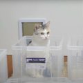 猫ちゃんとコンテナで遊んでいたら…まさかのトラブル！？