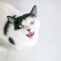 猫が声変わりをする時期はいつ？子猫から成猫の成長