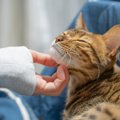 猫と『スキンシップ』をとる前のチェック項目5つ　確認すべき理由や配慮が…