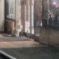 2日間、コンビニの前で『ごはんを下さい』と必死に訴えていた猫……切ない光…
