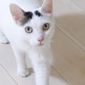 散歩から帰ると、猫がやってきて…あまりにも可愛い『熱烈なお出迎え』が13…