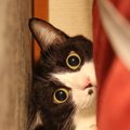 猫が家のなかで『隠れやすい場所』5選　室内迷子になったら探すべき、意外…
