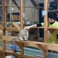 猫のことを撫で撫でしていたら→首は？…『まさかすぎる姿』が311万再生の大…