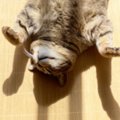 窓際で気持ちよさそうにお昼寝をする『キジトラ猫』…あまりにも可愛すぎる…