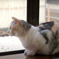 日々変化していくお庭に驚く猫ちゃん