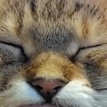 電車が止まって『猫と過ごすことになった飼い主』→指を差し出すと…幸せあ…