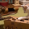 先輩猫ちゃんが教える！モグラ叩きゲームの遊び方♡