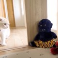 家に『鬼』がいたときの猫と犬の反応…120点な行動をする展開が笑える…