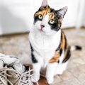 猫が『外出前に甘えてくる』ときの心理4つと対処法