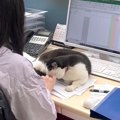 新入社員に堂々と『パワハラ』…可愛すぎる猫上司の様子が299万再生の…