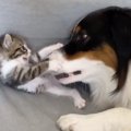 よちよちの子猫VS育児にいそしむ大きなパピーの可愛すぎる戦いが話題