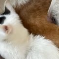 外を眺める子猫→後ろにいる『犬』の存在に気付いた『次の瞬間』…可愛…