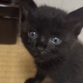 ケガと猫風邪でボロボロになっていたところを保護された子猫…『1年間の記…