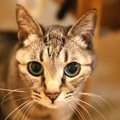 猫の気持ちが分からない人が見逃していること４つ